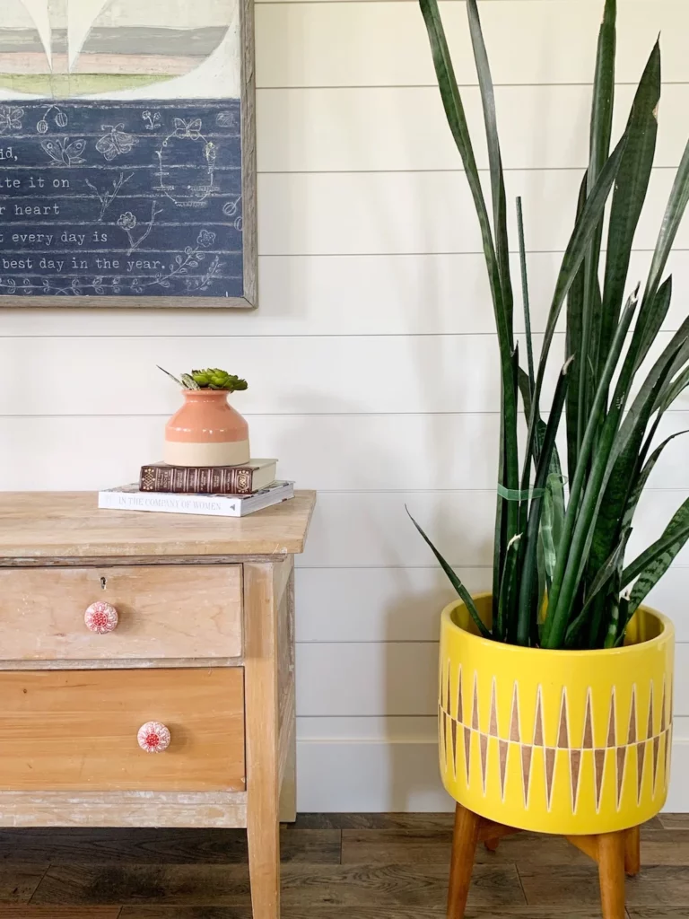 Yellow plant stand on white background