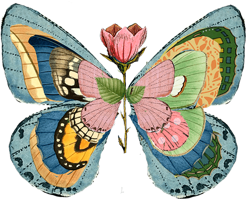 butterfly
