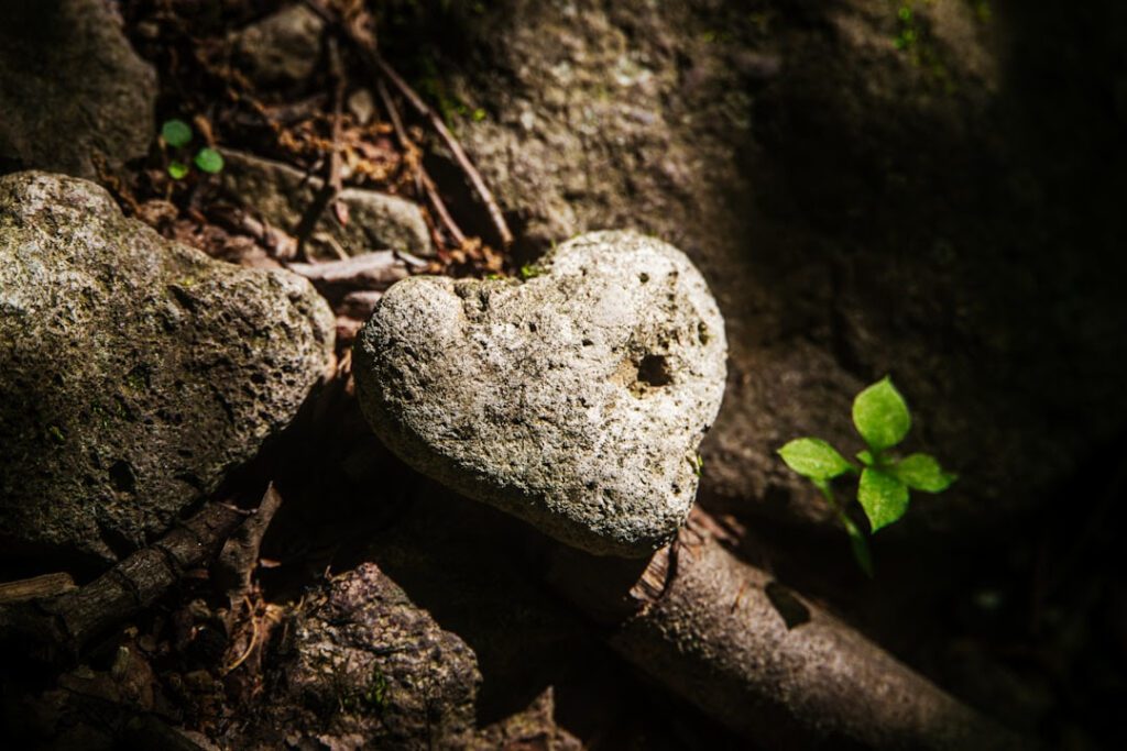 a heart shape in nature